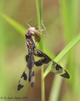 Celithemis fasciata, failed emergence